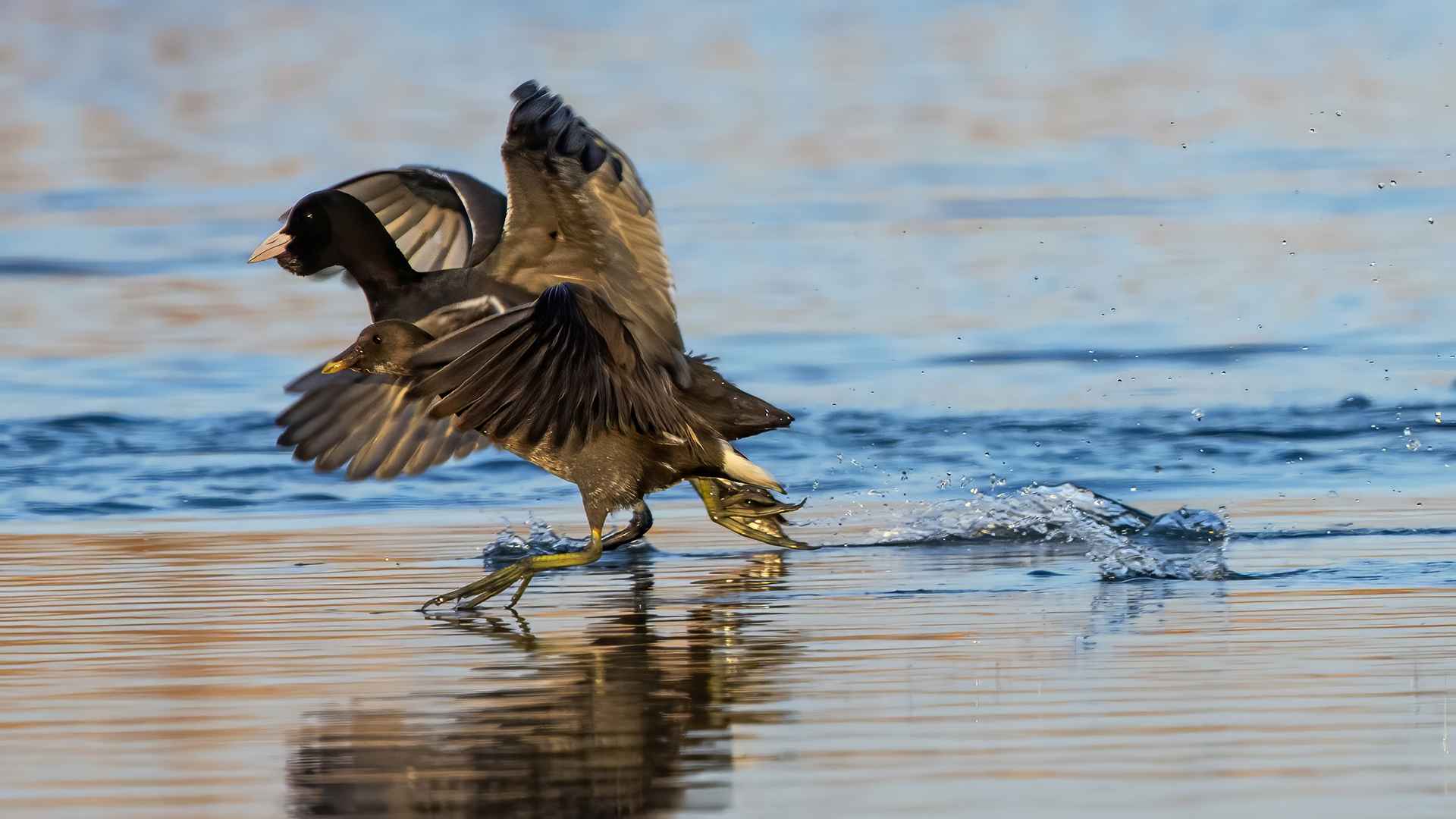 Eurasian Moorhen